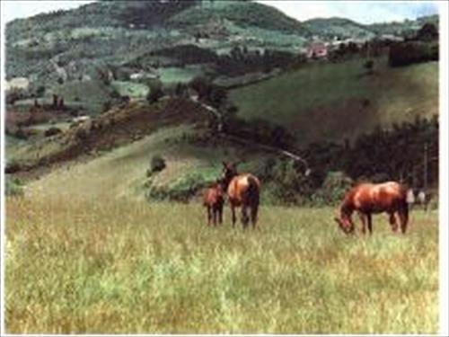 three horses grazing in a field of grass at Agriturismo La Selva in Nocera Umbra