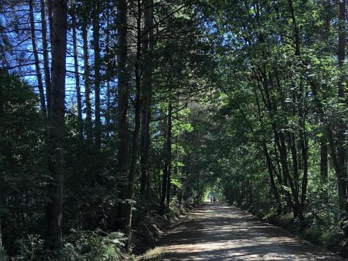 a dirt road with trees on both sides at Peaceful Woodland Chalet in Beulk
