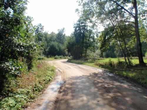 a dirt road with trees on either side at Peaceful Woodland Chalet in Beulk