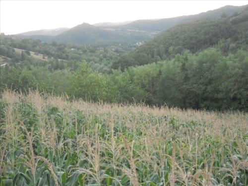 a field of corn with mountains in the background at Agriturismo La Selva in Nocera Umbra