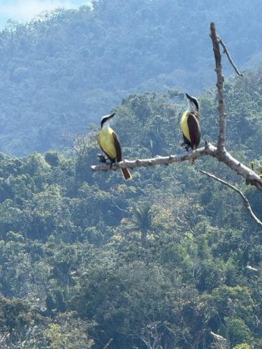 two birds perched on top of a tree branch at Casa Mismaloya Selva in Cedro