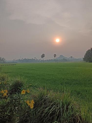 a field of green grass with the sun in the background at สุขเสมอ โฮมสเตย์ (Suk-Samer homestay) in Ban Nong Phao Than