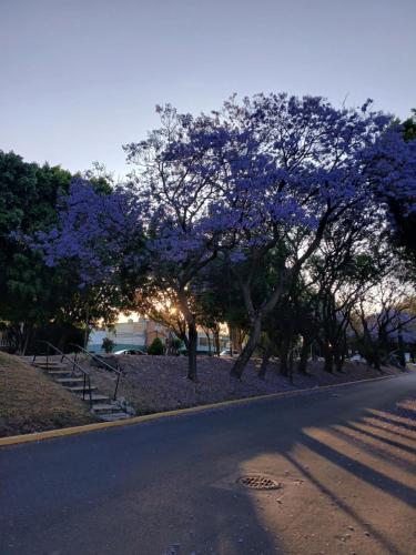 a street with trees with purple flowers on it at Residencia El navegante 2 in Mexico City