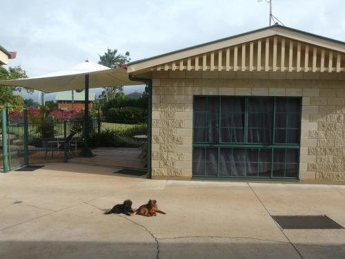 a dog laying on the ground in front of a building at Curtain Fig Motel in Yungaburra