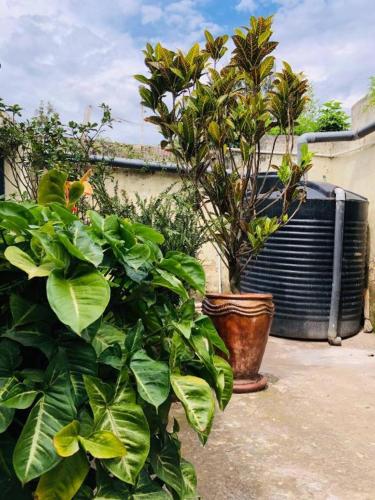 a bunch of plants and a radiator and a plant at Belle Africa Kigali in Kigali