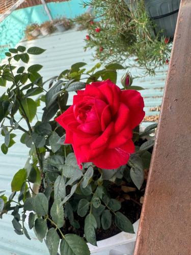 a red rose in a pot on a table at SEA HOME HOMESTAY in Ấp Bình Hưng