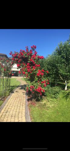 a flowering tree with red flowers on a sidewalk at Гарне місце для відпочинку in Vishenki