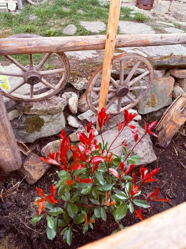 a plant with red flowers next to a wooden wheel at Zum oidn Schmie Haus in Pemfling