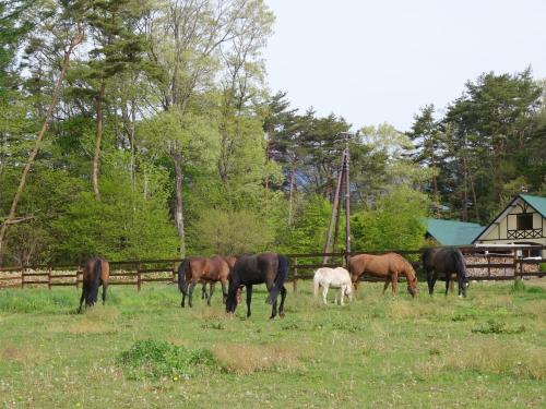 アパートメントの敷地内または近くにいる動物
