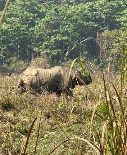 ゲストハウスの敷地内または近くにいる動物