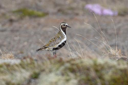 a small bird standing in a field of grass at Mystic Light Lodge in Búðardalur