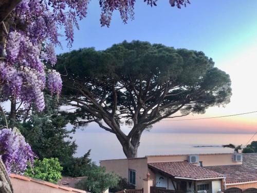 a tree with purple flowers in front of a house at Villa Lilause in Hyères