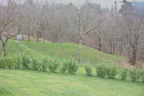 a row of bushes on a hill with trees at Casa le siepi in Teglio