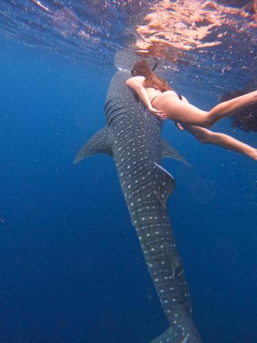 una mujer nadando junto a un tiburón ballena en el agua en Whale sharks tour agency, en Belo