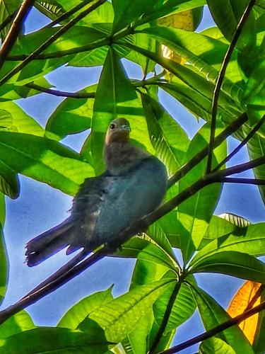 a bird perched on top of a tree branch at The Mountain Breeze Galle Cabanas in Galle