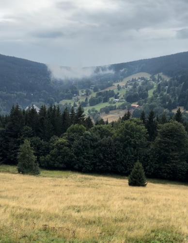 a field of grass with trees in the distance at ALPINA Mountain View Apartment in Špindlerův Mlýn