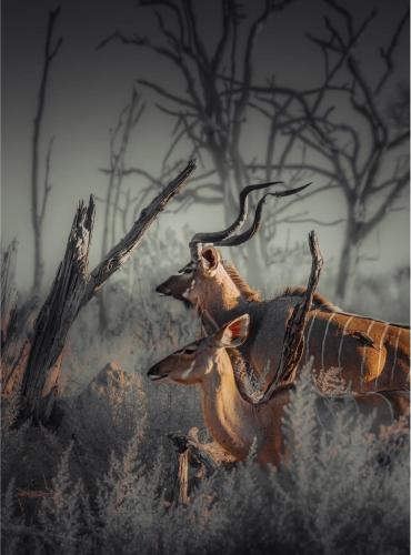 Gallery image of Big Cats Namibia Farmstay & Tours in Outjo