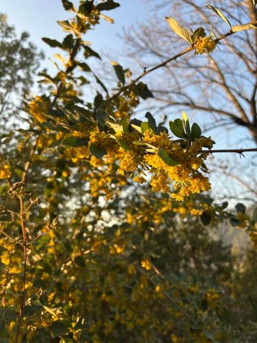 a tree with yellow leaves and trees in the background at The Whitegrove Retreat in Mukteswar