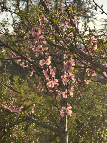 a tree with pink flowers on the branches at The Whitegrove Retreat in Mukteswar
