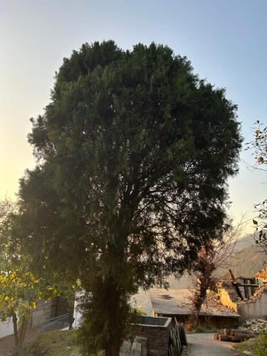 a large tree in front of a house at The Whitegrove Retreat in Mukteswar