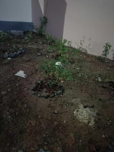 a dirt area with a plant in the corner of a building at Little Hearts recidency in Āvadi