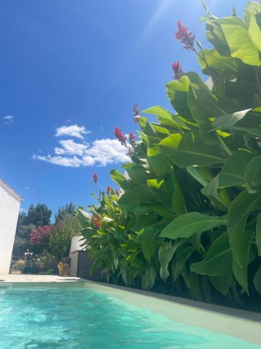 une haie de plantes à côté d'une piscine dans l'établissement Jolie villa avec piscine et vue panoramique sur le golf, à La Grande Motte