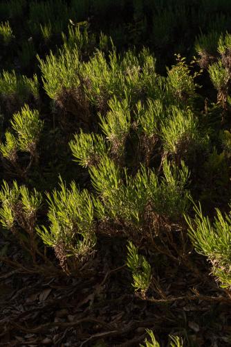 a bush with green leaves on the ground at La Vittoria 10 – La Soglia della Val d’Orcia in Chianciano Terme