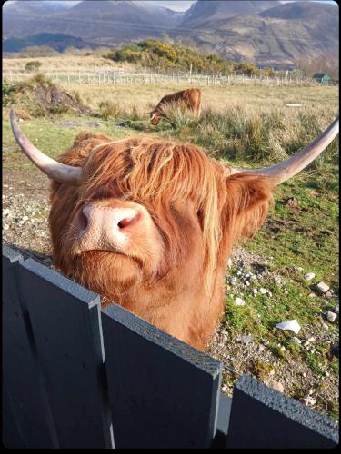 a cow with long horns looking over a fence at Ben Nevis Manor Studio with private Hot Tub in Fort William