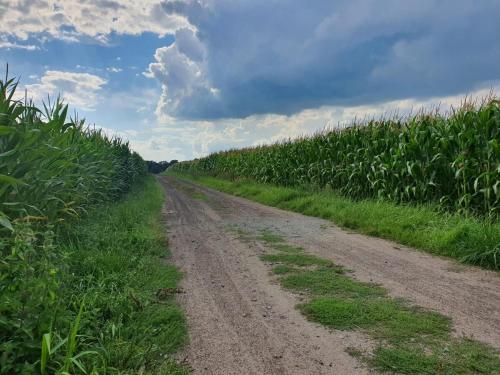 a dirt road in a corn field at Ferienwohnung Zwischen den Feldern in Apen