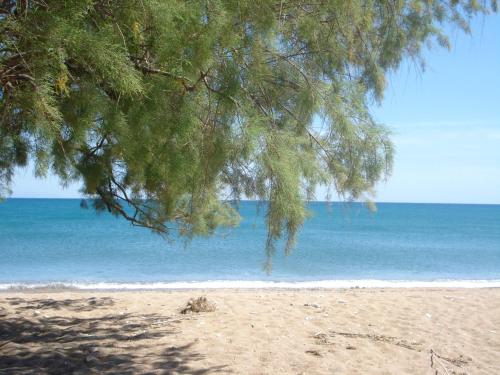 a tree hanging over a beach with the ocean at appartement lena in Messini