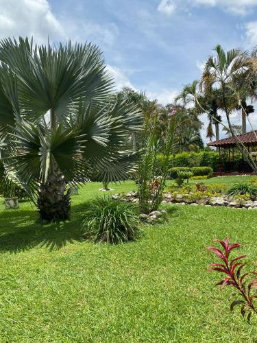 a green yard with palm trees and grass at Finca chalet El Robledal in Pueblo Tapao