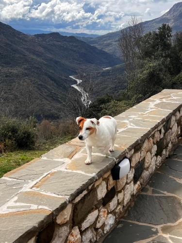 a dog standing on top of a stone wall at ToVouno in Plaka