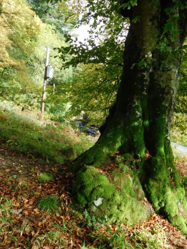 a tree with moss growing on the base of it at Red Dragon Cottages nr Mt Snowdon in Beddgelert