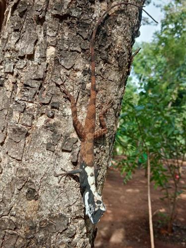 a lizard climbing up the side of a tree at Green land tree house sigiriya in Sigiriya