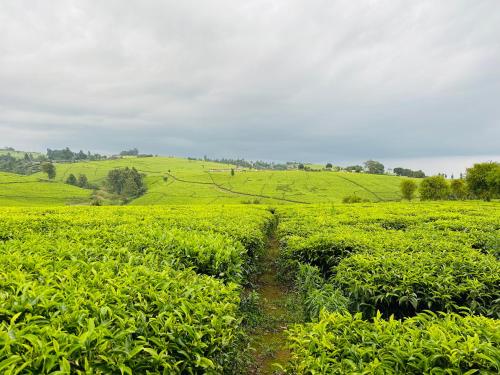 Gallery image of The Farmhouse, Tigoni, 1920s home, 85 acre tea farm, outdoor bath & shower in Kiambu