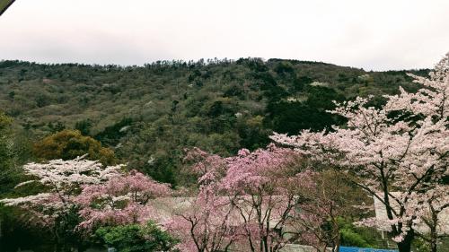 a group of trees with pink flowers in front of a mountain at condominium SAKURA B5 in Hakone