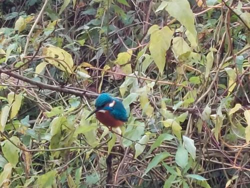 a blue bird sitting on a tree branch at Gite le Martin Pêcheur au bord du Canal de l'Est in Champneuville