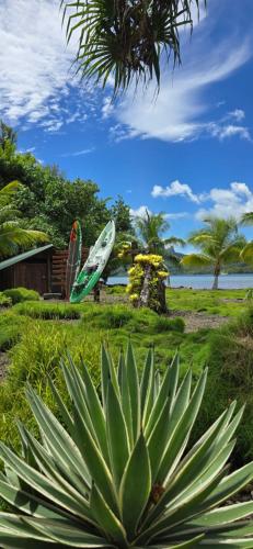 a green plant in a field with a surfboard at HUAHINE Manta Lodge avec 4x4 optionnel in Haapu