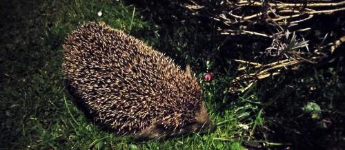 a hedgehog is sitting in the grass at Vodonos in Cerknica