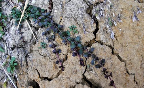 a plant growing on the side of a rock at Vodonos in Cerknica