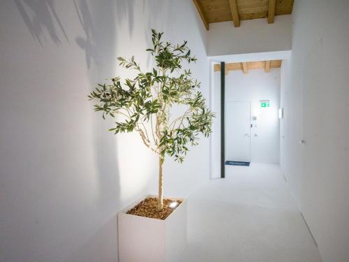 a potted tree in a white room with a hallway at PENTHOUSE N`4 - Stylish Apartment with Rooftop Whirlpool Access in Tyrol, presented by AlpenLuxus in Kramsach