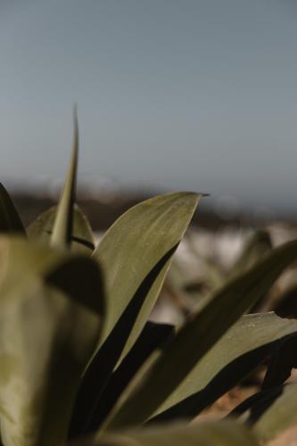 a close up of a plant with green leaves at Stamna Sifnos a member of Design Hotels in Sifnos