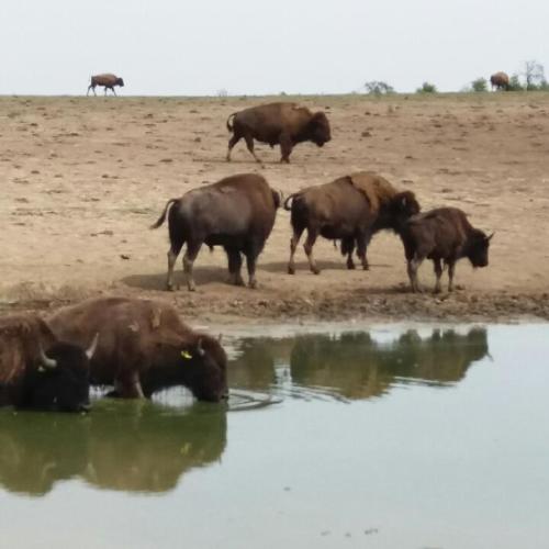 a group of cows drinking water from a pond at RosenSuite SGH in Sangerhausen