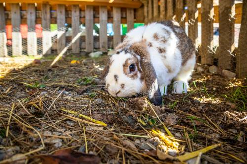 a brown and white rabbit standing in the grass at Dorfergut in Weisspriach