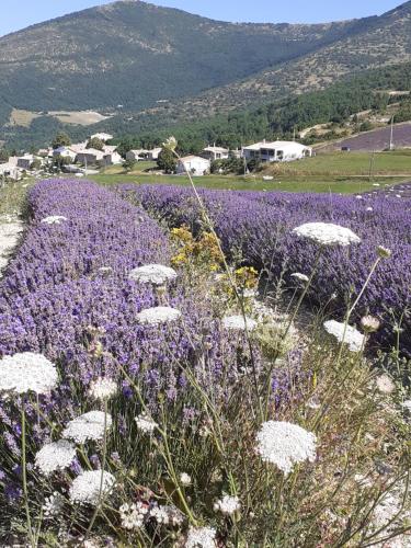 Φυσικό τοπίο κοντά σε αυτό το διαμέρισμα