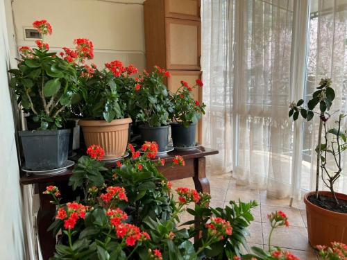 a group of potted plants on a shelf next to a window at Cozy 5BD House With Frontyard in Tbilisi City