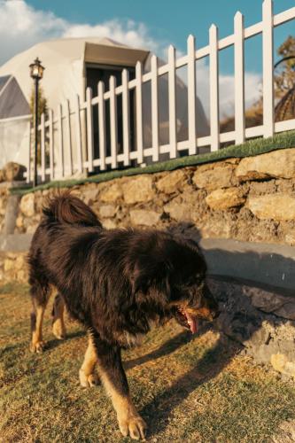 a black dog walking in the grass near a fence at Manzil Escapes in Mussoorie