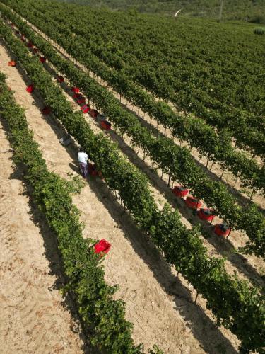 a field of green plants with red flowers at Wine Residence Cattunar in Brtonigla