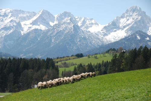 a herd of sheep walking down a hill with mountains in the background at Ferienhof Zamsegg in Vordertambergau