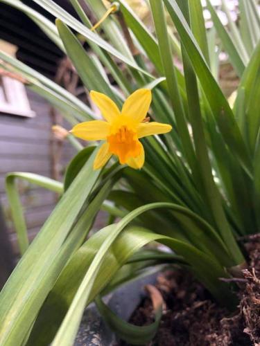 a yellow flower in a plant with green leaves at Gjestehus 1 Solåsen in Vestby